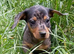 Smoothed hair dachshund miniature