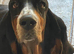 Girl basset hound