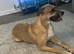 CANE CORSO CROSS LUCHER