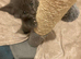 Kittens for sale