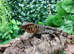 Chinese Crocodile Lizard at Birmingham Reptiles