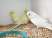Baby budgies x 10 looking for new homes