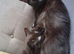 2 black female kittens available for sale