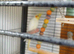 Beautiful baby budgies
