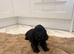 Cocker spaniel show type