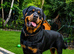 KC Registered Purebred Rottweiler Puppies - Champion Bloodlines
