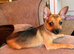 Open to offers Girl left Jack Russell cross Pomeranian