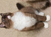 Theo ~ Seal Point Mitted Mink Ragdoll ~ Last remaining boy