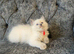 Ragdoll kittens ready to go 22nd