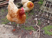 Laying hens