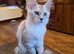 Pedigree TICA Registered Maine Coon Kittens