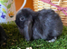 Mini lop pure. Bred