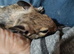 Degus