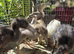 Indian Runner Ducklings
