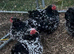 Black mottled pekin bantam hatching eggs