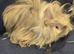 Baby Guinea-pigs ONLY BOYS LEFT