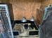 Pure New Zealand huntaway pups