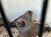 Charcoal zebra finches