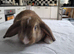 Beautiful Mini lop looking good a home