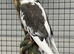 3 cockatiels for sale