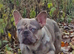 French bulldog puppies for sale