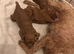 Toy poodle 1 boy available ready now