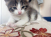 beautiful mixed-breed kittens looking for loving homes.