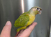 Hand Reared Silly Tame Green Cheek Conures
