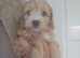 Beautiful cavapoo puppies