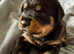 Gorgeous full pedigree Rottweiler puppies