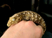 Leachianus gecko male cb26