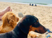 Beautiful Miniature Dachshund Boy