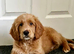 2 BOYS LEFT!! STUNNING GOLDENDOODLE PUPPIES