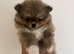 Miniature teddy Poms