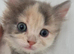 1 female rag doll kitten left