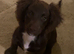 Cocker spaniel x sprocker