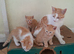 Gorgeous ginger kittens only one left