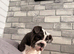 English bulldog female puppy