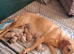 2 lovely lab pups