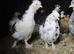 Black/White Mottled Pullets( Female) Bantam Pekin/Araucana (Blue eggs)