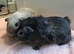 Lovely Tweed Boar and Funky Otter Friend looking for a home