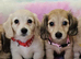 Cream long haired miniatures READY NOW