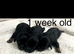 Mini longhair dachshund x toy poodle