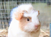 5 bonded female guinea pigs