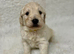 Fantastic Goldendoodle babies!