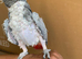 Hand tame African grey