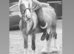 Barry stunning 13.2 hands chestnut geilding