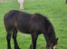 Traditional cob colt
