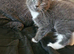 Maine coon cross kitten Ready Now