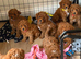 Beautiful F1bb Red Cavapoo Puppies – Only 2 Gorgeous Girls Remaining ️